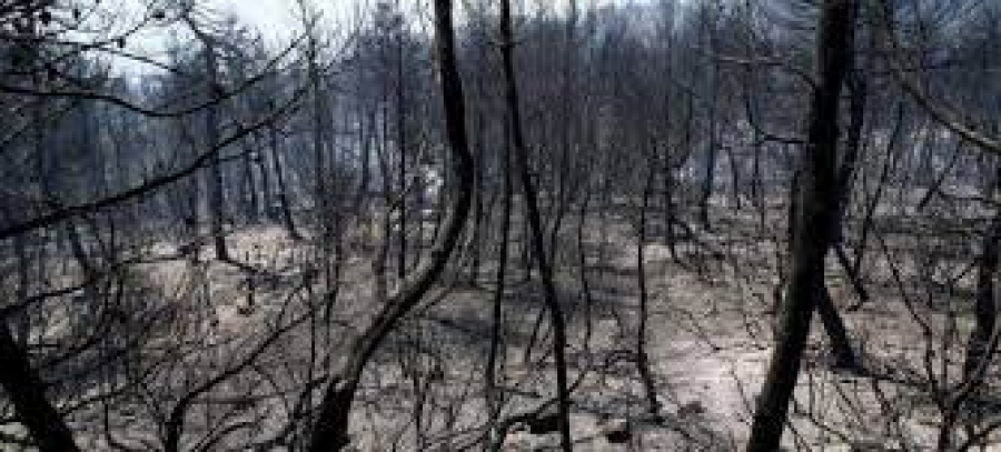 Ρητινοκαλλιεργητές: Πρόγραμμα του ΟΑΕΔ με 800 ευρώ μηνιαίως