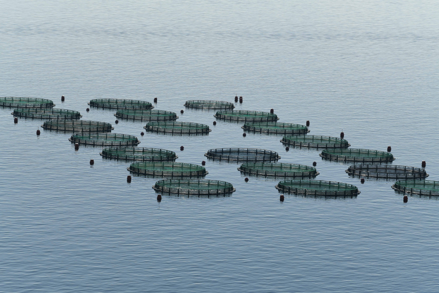 Ιχθυοκαλλιέργειες: Χαμηλή η συνεισφορά στην οικονομία και την αγορά εργασίας