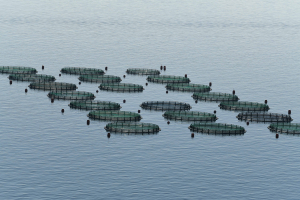 Ιχθυοκαλλιέργειες: Χαμηλή η συνεισφορά στην οικονομία και την αγορά εργασίας