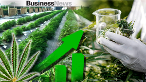 Φαρμακευτική κάνναβη: Πάνω από 135 οι άδειες για παραγωγή - Οι συνεργασίες και τα μεγάλα ονόματα