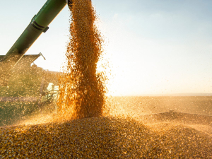 Ουκρανία: Μείωση 40% στη συγκομιδή σιτηρών το 2022 εξαιτίας της ρωσικής εισβολής