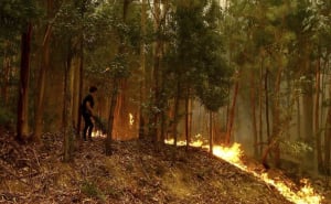 Πορτογαλία: Στο έλεος των δασικών πυρκαγιών