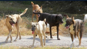 Θεσσαλονίκη: Σκυλιά κατασπάραξαν 50χρονη - Συνελήφθη ο ιδιοκτήτης τους