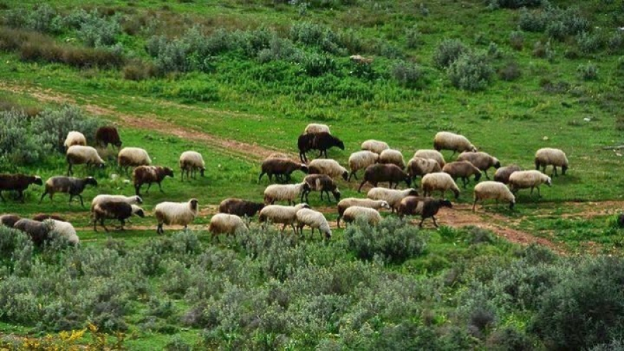 Αυγενάκης: Τα επτά βήματα του ΥΠΑΑΤ για στήριξη των πληγέντων κτηνοτρόφων