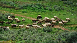 Αυγενάκης: Τα επτά βήματα του ΥΠΑΑΤ για στήριξη των πληγέντων κτηνοτρόφων