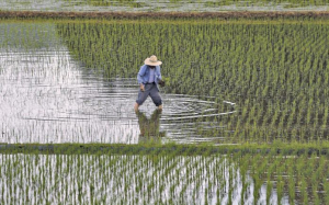 Περαιτέρω πιέσεις στις παγκόσμιες τιμές του ρυζιού, εν μέσω φόβων για ισχυρές πλημμύρες στην Κίνα
