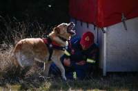 Φιντέλ, Τάλως, Εκτωρ: Τα σκυλιά της 2ης ΕΜΑΚ που σώζουν ζωές (vid)