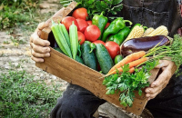 Μέχρι και 43% η πτώση στις τιμές των βασικών αγροτικών προϊόντων