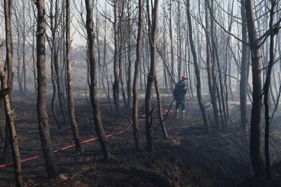 WWF: Η φετινή αντιπυρική περίοδος είναι η χειρότερη των τελευταίων 20 ετών