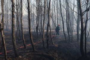 WWF: Η φετινή αντιπυρική περίοδος είναι η χειρότερη των τελευταίων 20 ετών