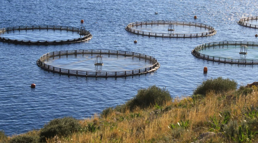Πώς θα είναι η υδατοκαλλιέργεια του μέλλοντος στην Ελλάδα