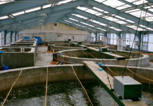 Γαριδοκαλλιέργειες στα νησιά: Ναι από το Υπουργείο, όχι από την Κοινότητα