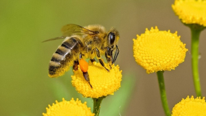 Μεγάλες απώλειες στον κλάδο της μελισσοκομείας της Θεσσαλίας από τον Daniel