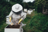 Κομισιόν: Εγκρίνει κρατικές ενισχύσεις 20 εκατ. ευρώ για τη στήριξη των Ελλήνων χοιροτρόφων και μελισσοκόμων