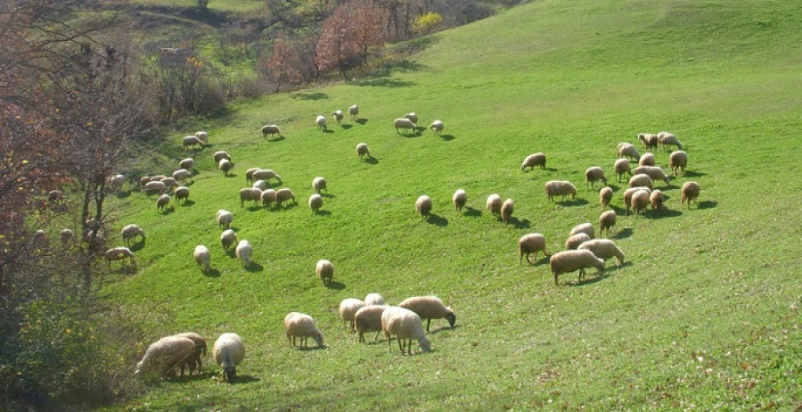 «Αγώνας δρόμου» για την ανάρτηση των Διαχειριστικών Σχεδίων Βόσκησης, έως το τέλος του χρόνου