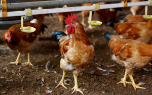 Μαλαισία: Αναστολή στις εξαγωγές πουλερικών
