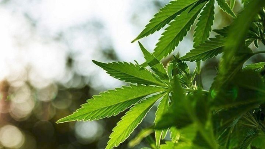 Γερμανία: Νόμιμη από σήμερα η χρήση κάνναβης για ψυχαγωγικούς σκοπούς