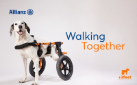 Allianz και Plus2Feet συνεχίζουν τη δράση «Walking Together» στηρίζοντας έμπρακτα αδέσποτα ζώα με κινητικά προβλήματα