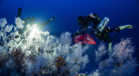 ΥΠΕΝ: Η Ελλάδα προστατεύει τα κοράλλια στους Φούρνους Κορσεών