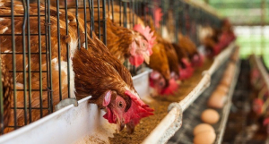 Βουλή: Συνεργασία με την Πολιτεία ζητούν οι Διεπαγγελματικές Οργανώσεις Κρέατος, Πτηνοτροφίας και Αυγού