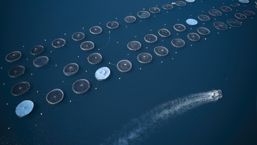 Ελληνική ιχθυοκαλλιέργεια: Ρεκόρ πωλήσεων το 2021