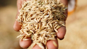 Τράπεζα Πειραιώς: Σε άνοδο οι τιμές για σιτάρι, καλαμπόκι και σόγια - Πτώση σε ζάχαρη, βαμβάκι, ρύζι