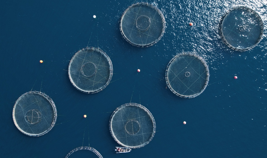 Η ΕΛΟΠΥ χαιρετίζει την εξαγγελία ολοκλήρωσης Ειδικού Χωροταξικού Πλαισίου στις Ιχθυοκαλλιέργειες