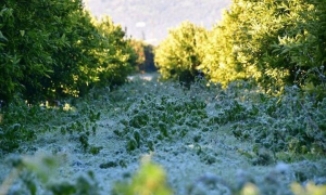 Σήμερα προκαταβολές 36,5 εκατ. ευρώ για τον «Παγετό Άνοιξη 2021»