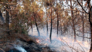 Έσβησε η πυρκαγιά στη Δαδιά - Σε επιφυλακή η πυροσβεστική για αναζωπυρώσεις
