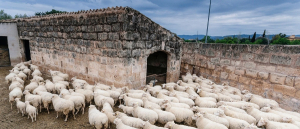 Νέα ενίσχυση 26 εκατ. ευρώ για αποζημιώσεις κτηνοτρόφων λόγω ευλογιάς