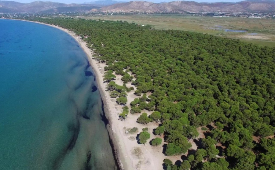 Αυτοψία Επιθεωρητών και Ελεγκτών, ΟΦΥΠΕΚΑ και Δασαρχείου Καπανδριτίου στο Εθνικό Πάρκο Σχινιά