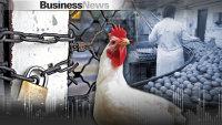 Yπό την απειλή «λουκέτου» οι μισές πτηνοτροφικές επιχειρήσεις της χώρας