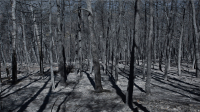Σχεδόν 35.000 στρέμματα κάηκαν από την πυρκαγιά στην Ανατολική Αττική