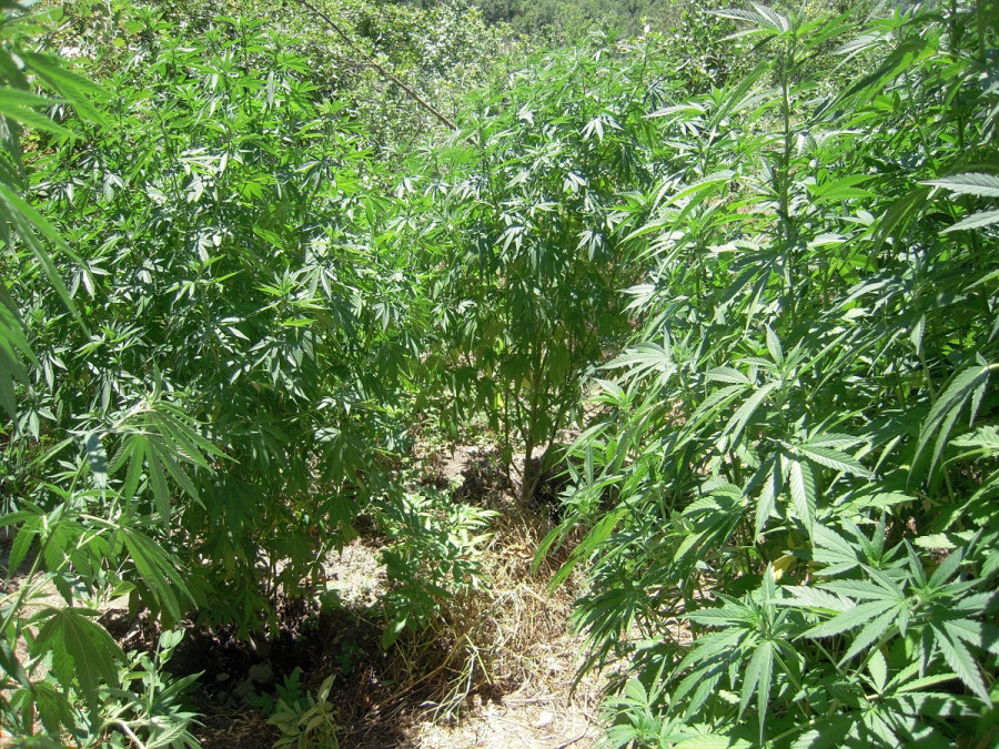 Χανιά: Εντοπίσθηκε φυτεία με δενδρύλλια ινδικής κάνναβης