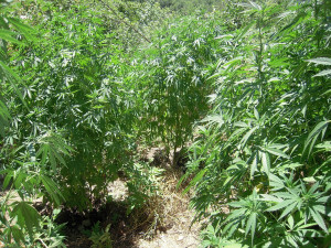 Χανιά: Εντοπίσθηκε φυτεία με δενδρύλλια ινδικής κάνναβης