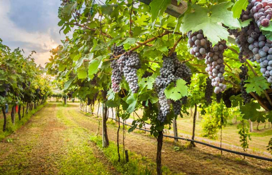 ΥΠΑΑΤ: Ξεκινά πληρωμή 81 εκατ. ευρώ στους τομείς κρέατος και ενίσχυση αμπελώνων μικρών νησιών του Αιγαίου