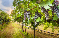 ΥΠΑΑΤ: Ξεκινά πληρωμή 81 εκατ. ευρώ στους τομείς κρέατος και ενίσχυση αμπελώνων μικρών νησιών του Αιγαίου