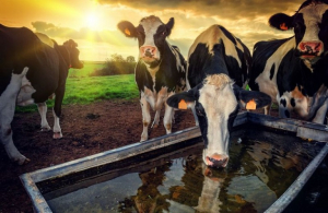 FAO: Η κτηνοτροφία ευθύνεται για το 12% των εκπομπών αερίου του θερμοκηπίου