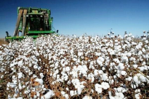 Καταβλήθηκαν 152,3 εκατ. ευρώ σε 37.037 βαμβακοπαραγωγούς