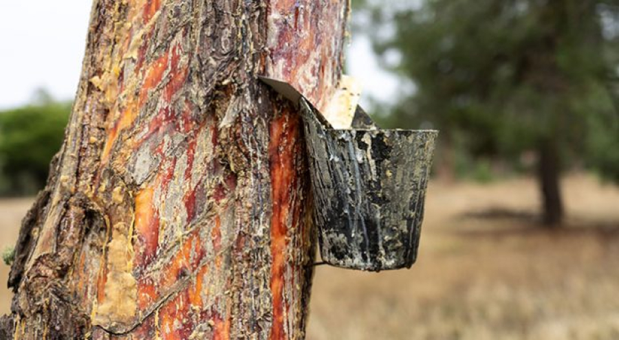ΔΥΠΑ: Αναρτήθηκαν οι προσωρινοί πίνακες του ειδικού προγράμματος απασχόλησης ρητινεργατών