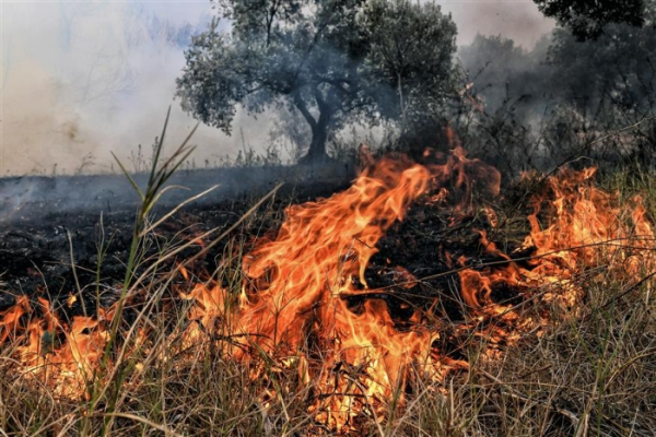 Σε εξέλιξη φωτιά στη Φθιώτιδα - Επί τόπου ισχυρές δυνάμεις της Πυροσβεστικής