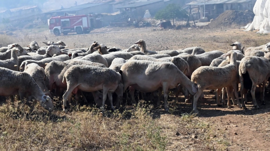 Επικίνδυνα τα εμβόλια κατά της ευλογιάς των προβάτων που μπαίνουν παράνομα στη χώρα