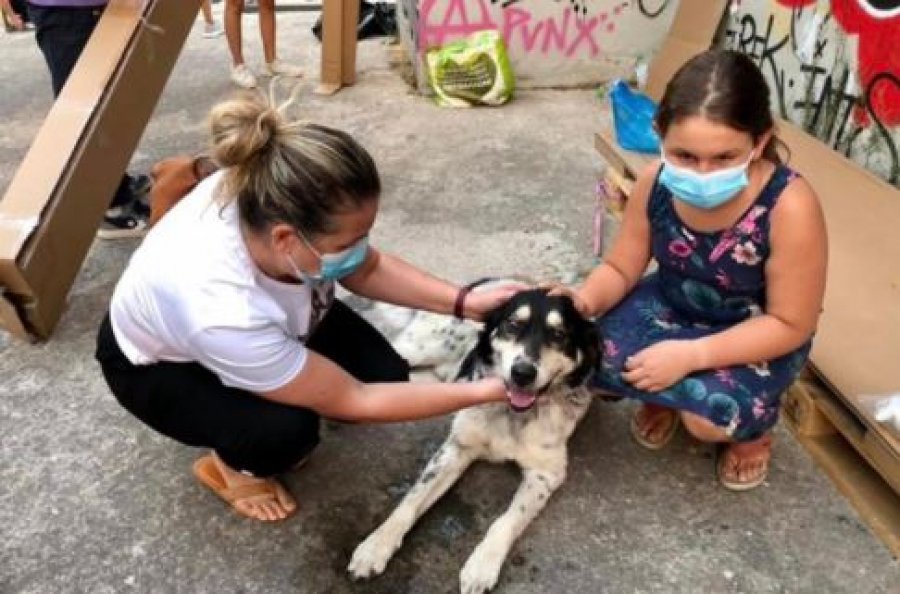 Περιφέρεια Αττικής: Δημιουργία χώρου για τα πυρόπληκτα ζώα και χορηγία τροφής τριών τόνων