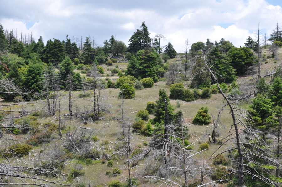 Πώς τα μεσογειακά δάση ξαναγεννιούνται από τις στάχτες τους