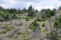 Πώς τα μεσογειακά δάση ξαναγεννιούνται από τις στάχτες τους