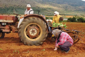 ΕΛΣΤΑΤ: Αύξηση 14,4% του γενικού δείκτη αμοιβής συντελεστών παραγωγής στη γεωργία