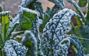 Frost.minagric.gr: Η εφαρμογή που «σώζει» τον πρωτογενή τομέα από τον παγετό