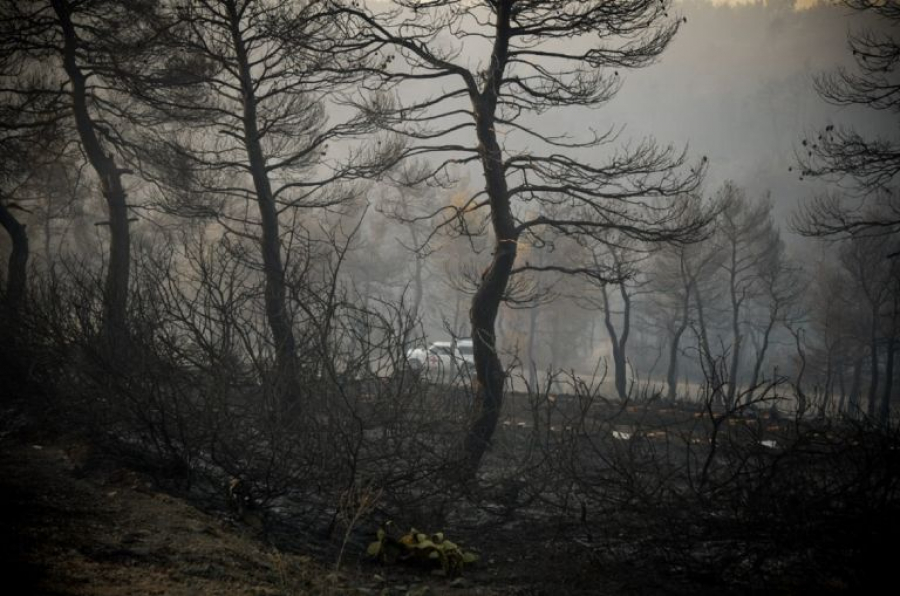 Εργασίες απομάκρυνσης καμένων δένδρων από τις πυρόπληκτες περιοχές της Αττικής