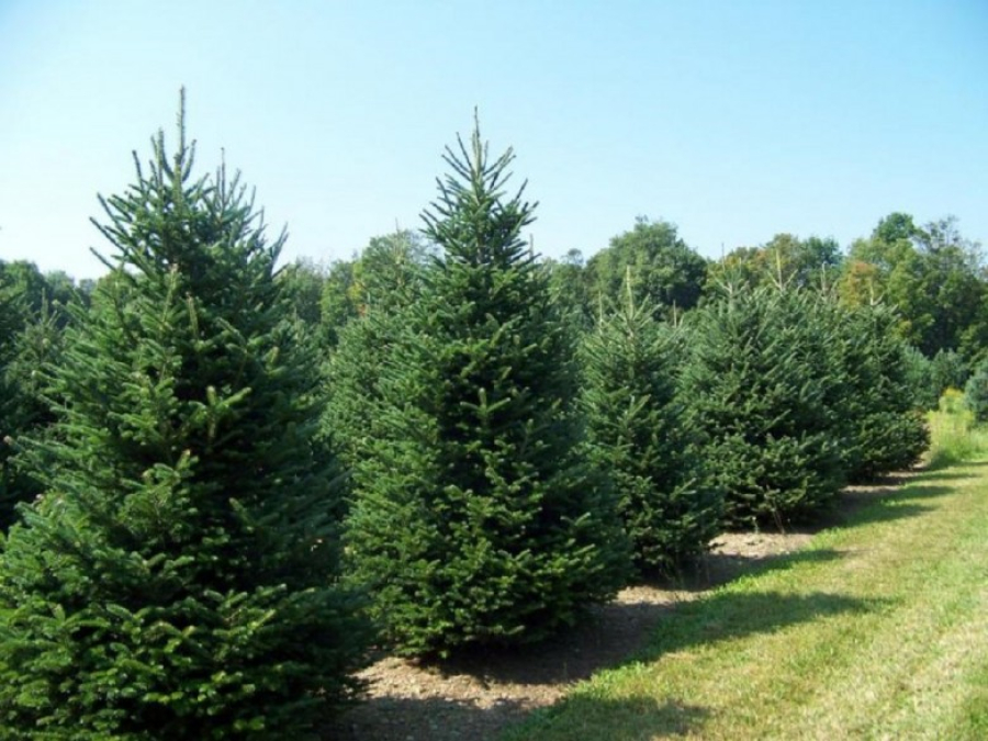 Χαλκιδική: Ρεκόρ πωλήσεων προβλέπουν για φέτος οι ελατοπαραγωγοί - "Βροχή" από προπαραγγελίες