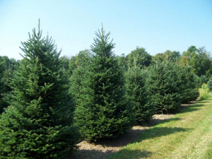 Χαλκιδική: Ρεκόρ πωλήσεων προβλέπουν για φέτος οι ελατοπαραγωγοί - "Βροχή" από προπαραγγελίες